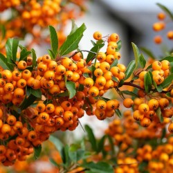 Πυράκανθος (Pyracantha angustifolia) - 80 σπόροι