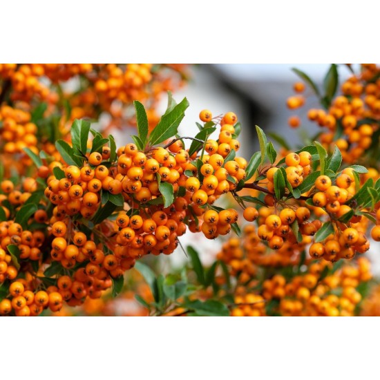 Πυράκανθος (Pyracantha angustifolia) - 80 σπόροι