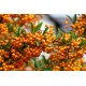 Πυράκανθος (Pyracantha angustifolia) - 80 σπόροι