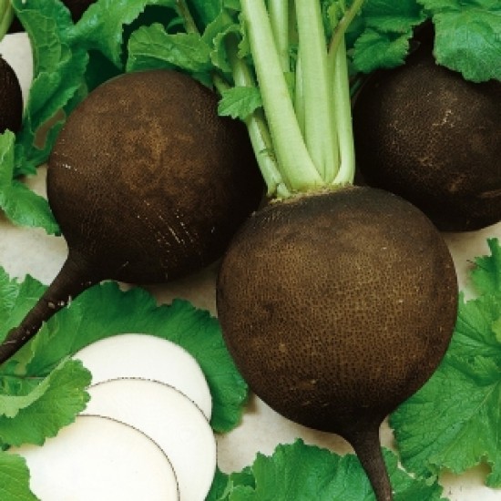 Ραπανάκι Μαύρο "Kulata Cerna-Black Ball” - 5g Σπόροι Ραπανάκι Μαύρο "Kulata Cerna-Black Ball” - 5g Σπόροι