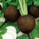Ραπανάκι Μαύρο "Kulata Cerna-Black Ball” - 5g Σπόροι Ραπανάκι Μαύρο "Kulata Cerna-Black Ball” - 5g Σπόροι