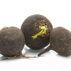 Ραπανάκι Μαύρο  "Kulata Cerna-Black Ball” - 5g Σπόροι