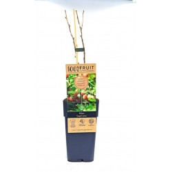 Λαγοκέρασο Captivator - 1 φυτό 50εκ