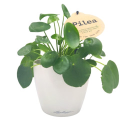 Σύνθεση Pilea peperomioides με κασπώ Grey Stone