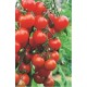 Ντομάτα Raspberry Red Hood - 0,1g Σπόροι