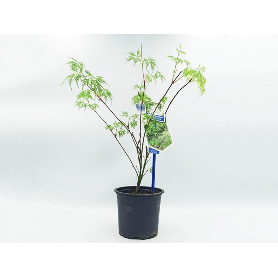 Acer Palmatum emerald lace - 1 δεντρακι Acer Palmatum emerald lace - 1 δεντρακι
