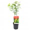 Ιαπωνικό Πλατάνι Acer Palmatum Orange Dream 
