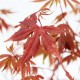 Ιαπωνικό Πλατάνι Acer Palmatum Atropurpureum 