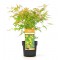 Acer Palmatum "Katsura"