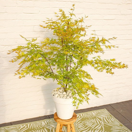 Acer palmatum “Orange Lace” 