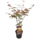 Acer Palmatum ''Trompenburg'' Acer Palmatum ''Trompenburg''