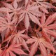 Acer Palmatum ''Trompenburg'' Acer Palmatum ''Trompenburg''