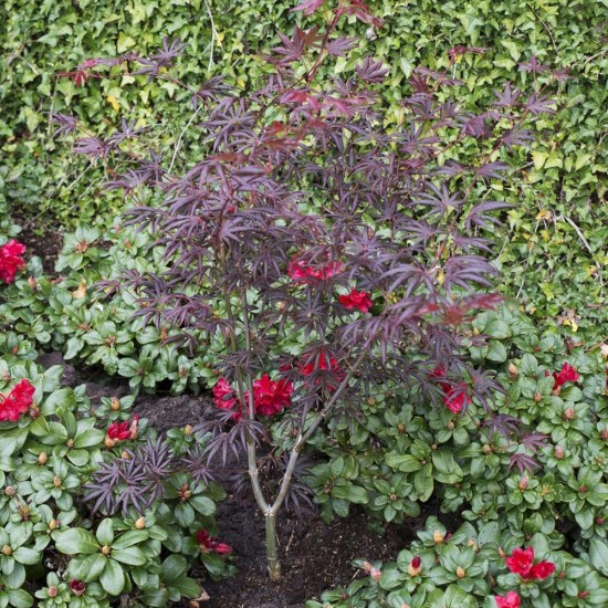 Acer Palmatum ''Trompenburg'' Acer Palmatum ''Trompenburg''