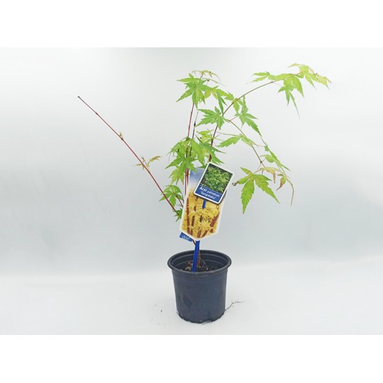 Acer Palmatum Δεντράκι Sango Kaku - 1 Tεμ Μπονσαι Acer Palmatum Δεντράκι Sango Kaku - 1 Tεμ Μπονσαι