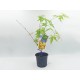Acer Palmatum Δεντράκι Sango Kaku - 1 Tεμ Μπονσαι Acer Palmatum Δεντράκι Sango Kaku - 1 Tεμ Μπονσαι