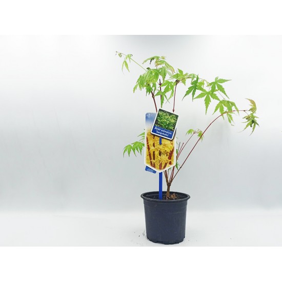 Acer Palmatum Δεντράκι Sango Kaku - 1 Tεμ Μπονσαι Acer Palmatum Δεντράκι Sango Kaku - 1 Tεμ Μπονσαι