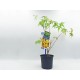 Acer Palmatum Δεντράκι Sango Kaku - 1 Tεμ Μπονσαι Acer Palmatum Δεντράκι Sango Kaku - 1 Tεμ Μπονσαι