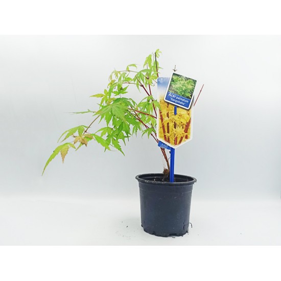 Acer Palmatum Δεντράκι Sango Kaku - 1 Tεμ Μπονσαι Acer Palmatum Δεντράκι Sango Kaku - 1 Tεμ Μπονσαι