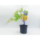 Acer Palmatum Δεντράκι Sango Kaku - 1 Tεμ Μπονσαι Acer Palmatum Δεντράκι Sango Kaku - 1 Tεμ Μπονσαι