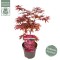 Acer Palmatum Twombly's Red Sentinel 55εκ.