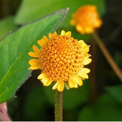 Paracress / Acmella oleracea - 200 σπόροι
