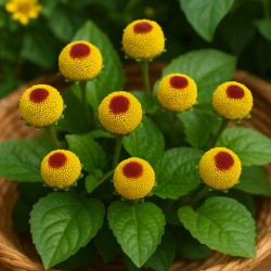 Paracress / Acmella oleracea - 200 σπόροι