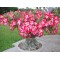 Adenium Obesum ή Ρόδο της Ερήμου 25 Σπόροι