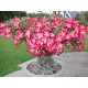 Adenium Obesum ή Ρόδο της Ερήμου 25 Σπόροι