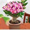 Το Ρόδο της Ερήμου (Adenium obesum) - 8 σπόροι
