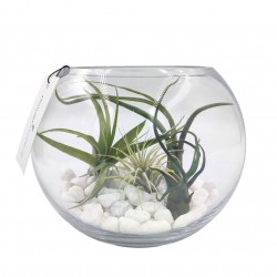 Σύνθεση με Αερόφυτα σε γυάλα - Terrarium