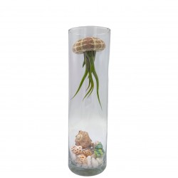 Σύνθεση Tillandsia jellyfish – Tillandsia Usneoides