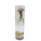 Σύνθεση Tillandsia jellyfish – Tillandsia Usneoides
