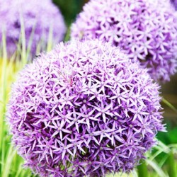 Άλλιουμ Globemaster - 1 Βολβός