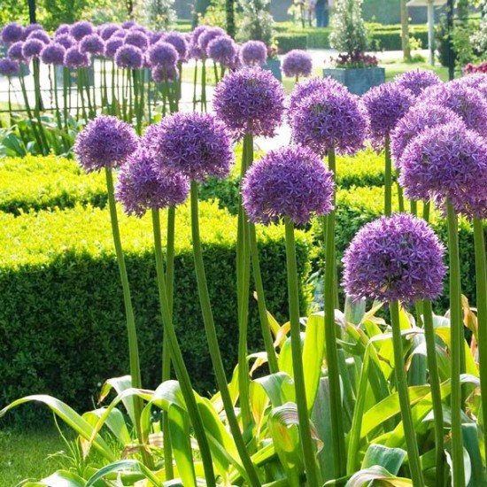 Αλλιουμ Purple Sensation - 5 Βολβοί Αλλιουμ Purple Sensation - 5 Βολβοί