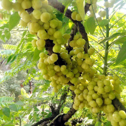Το Δέντρο του Malacca "Amla Amalaki" - 5γρ σπόροι