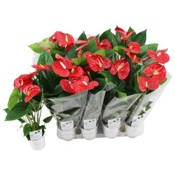 Ανθούριο - 1 φυτό 50-60εκ