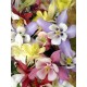Aquilegia/Ακουιλέγια Careulea Mix / Μείγμα Χρωμάτων Σπόροι 0,30γρ Aquilegia/Ακουιλέγια Careulea Mix / Μείγμα Χρωμάτων Σπόροι 0,30γρ
