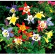 Aquilegia/Ακουιλέγια Careulea Mix / Μείγμα Χρωμάτων Σπόροι 0,30γρ Aquilegia/Ακουιλέγια Careulea Mix / Μείγμα Χρωμάτων Σπόροι 0,30γρ