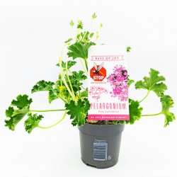 Αρμπαρόριζα φυτό – Ένα φυσικό αντι-κουνουπικό στο μπαλκόνι σας!