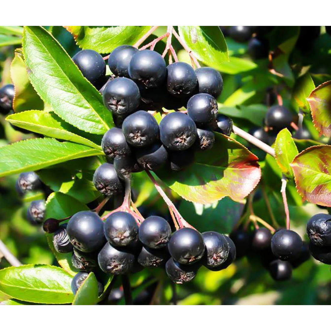 черёмуха обыкновенная ягоды. черноплодная рябина обыкновенная. черёмуха обыкновенная ягоды съедобные. черёмуха обыкновенная плоды. к чему снятся черные ягоды.