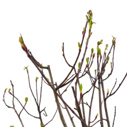 Αρώνια Viking  (Aronia prunifolia) - Φυτό 