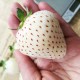 Άσπρη Φράουλα! 15 σπόροι