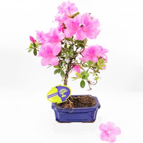 Μπονσαι Rhododendron Αζαλέα - Όμορφα ροζ άνθη! 1 φυτό 25-25 εκ.
