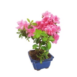 Μπονσάι Rhododendron Αζαλέα - Όμορφα ροζ άνθη! 