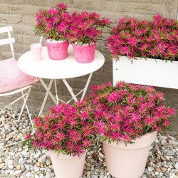 Αζαλέα Rhododendron 'Starstyle' Ροζ