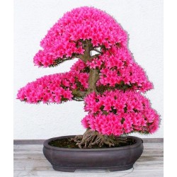 Αζαλεα/ Royal Azalea 20 Σπόροι Μπονσάι
