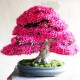 Αζαλεα/ Royal Azalea 20 Σπόροι Μπονσάι Αζαλεα/ Royal Azalea 20 Σπόροι Μπονσάι