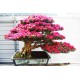 Αζαλεα/ Royal Azalea 20 Σπόροι Μπονσάι Αζαλεα/ Royal Azalea 20 Σπόροι Μπονσάι