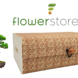 Bonsai Growing Kit Bamboo - Κυριαρχήστε στην Τέχνη του Μπονσάι!