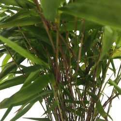 Μπαμπού "Phyllostachys" - Έτοιμο φυτό 25εκ.